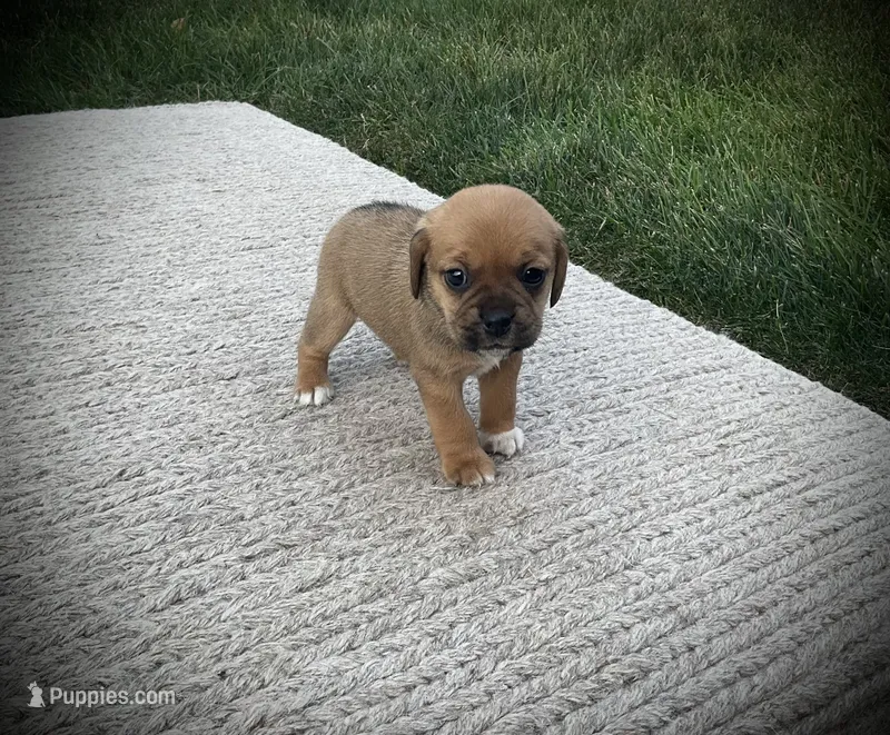 Scarlet  – Puggle puppy for sale in Baltic, OH