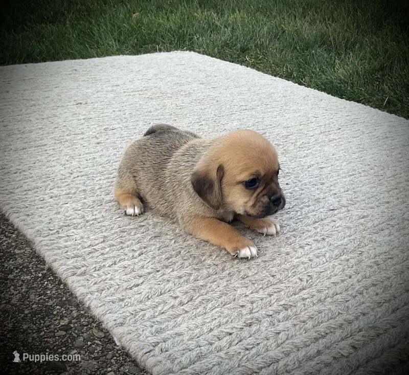 Shiloh – Puggle puppy for sale in Baltic, OH