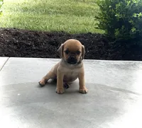 Hannah, a female Puggle for sale in Baltic, OH – 1 of 8