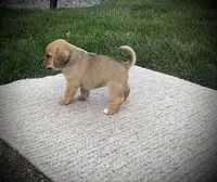Sasha , a female Puggle for sale in Baltic, OH – 6 of 6