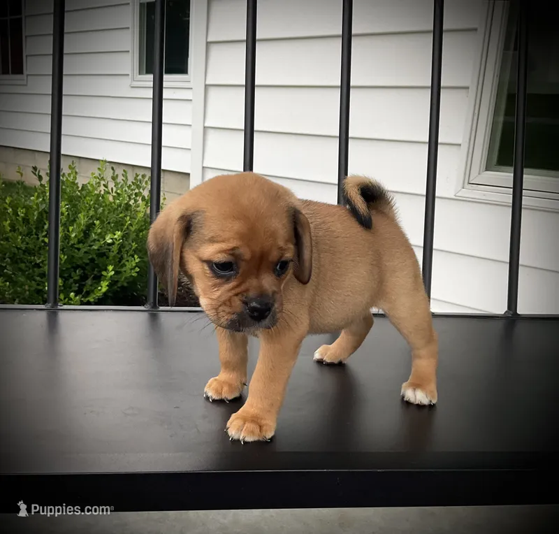 Stella – Puggle puppy for sale in Baltic, OH