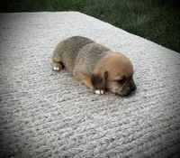 Shiloh, a male Puggle for sale in Baltic, OH – 4 of 6