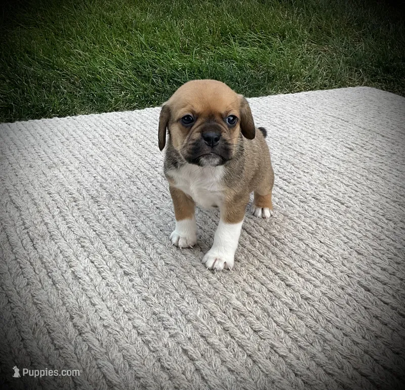 Sawyer – Puggle puppy for sale in Baltic, OH