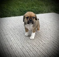 Sawyer, a male Puggle for sale in Baltic, OH – 1 of 6