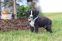 Lance, a male Boxer for sale in Baltic, OH – 6 of 10