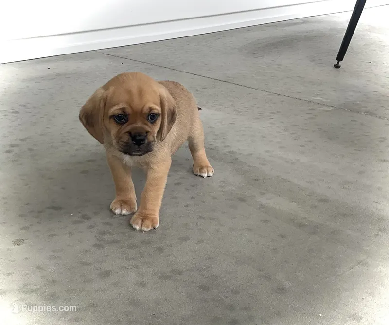 Hunter – Puggle puppy for sale in Baltic, OH