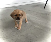 Hunter, a male Puggle for sale in Baltic, OH – 1 of 8