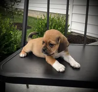 Sawyer , a male Puggle for sale in Baltic, OH – 2 of 5