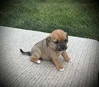 Sophia , a female Puggle for sale in Baltic, OH – 2 of 6