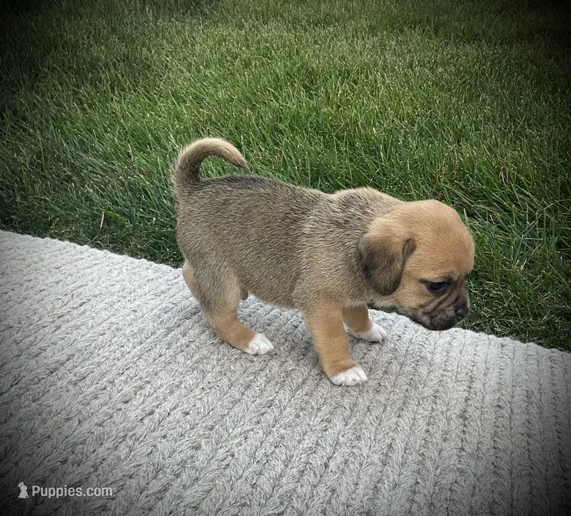 Scout  – Puggle puppy for sale in Baltic, OH