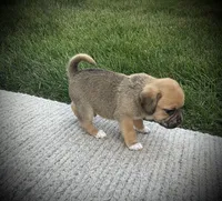 Scout , a male Puggle for sale in Baltic, OH – 1 of 6