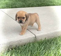 Hoover, a male Puggle for sale in Baltic, OH – 4 of 8