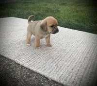 Sasha , a female Puggle for sale in Baltic, OH – 3 of 6