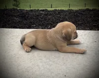 Hazel, a female Puggle for sale in Baltic, OH – 2 of 5