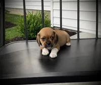 Sawyer , a male Puggle for sale in Baltic, OH – 4 of 5