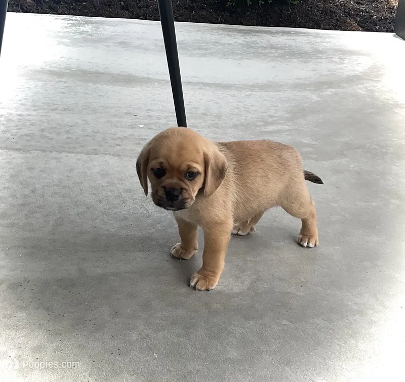 Hunter – Puggle puppy for sale in Baltic, OH