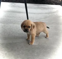 Hunter, a male Puggle for sale in Baltic, OH – 4 of 8