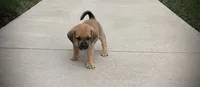 Harrison, a male Puggle for sale in Baltic, OH – 4 of 7