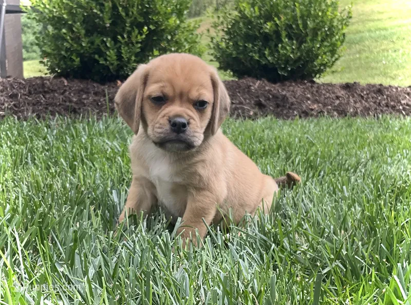 Hugo – Puggle puppy for sale in Baltic, OH