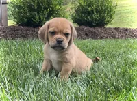 Hugo, a male Puggle for sale in Baltic, OH – 1 of 8