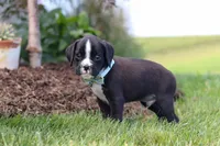 Lance, a male Boxer for sale in Baltic, OH – 8 of 10