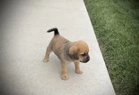 Harrison, a male Puggle for sale in Baltic, OH – 5 of 7