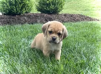 Hugo, a male Puggle for sale in Baltic, OH – 4 of 8