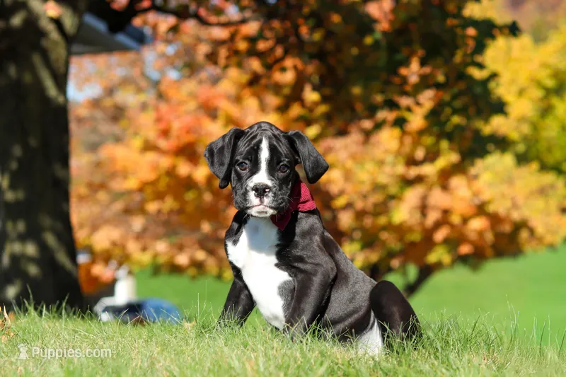 Lance – Boxer puppy for sale in Baltic, OH