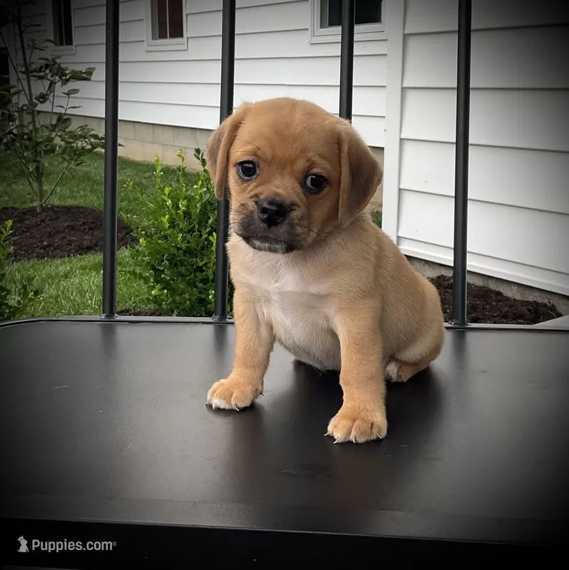 Sasha  – Puggle puppy for sale in Baltic, OH