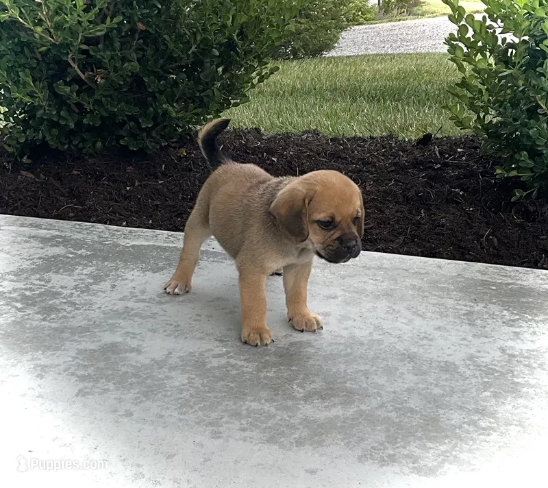 Harrison – Puggle puppy for sale in Baltic, OH