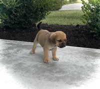 Harrison, a male Puggle for sale in Baltic, OH – 1 of 7