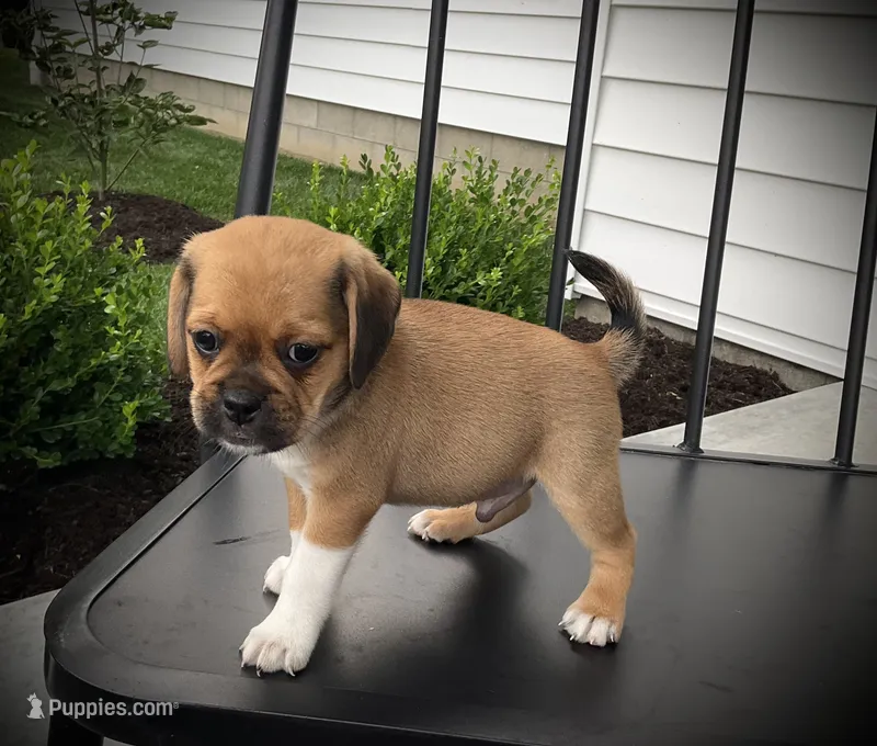 Sawyer – Puggle puppy for sale in Baltic, OH