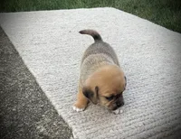 Shiloh, a male Puggle for sale in Baltic, OH – 6 of 6