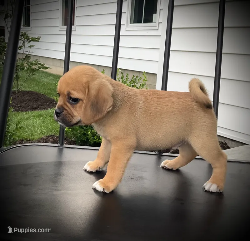 Shiloh – Puggle puppy for sale in Baltic, OH