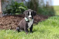 Lance, a male Boxer for sale in Baltic, OH – 4 of 10