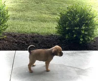 Hannah, a female Puggle for sale in Baltic, OH – 6 of 8