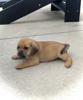 Heidi , a female Puggle for sale in Baltic, OH – 4 of 8