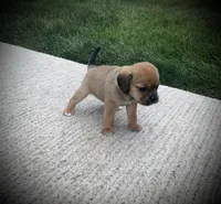 Stella, a female Puggle for sale in Baltic, OH – 5 of 5