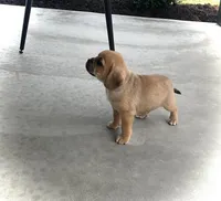 Hunter, a male Puggle for sale in Baltic, OH – 5 of 8