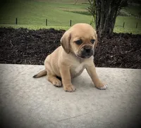 Hazel, a female Puggle for sale in Baltic, OH – 3 of 5