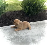 Hunter, a male Puggle for sale in Baltic, OH – 3 of 8