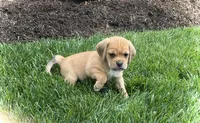 Hugo, a male Puggle for sale in Baltic, OH – 3 of 8