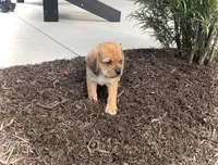 Hoover, a male Puggle for sale in Baltic, OH – 3 of 8