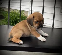 Sawyer , a male Puggle for sale in Baltic, OH – 5 of 5