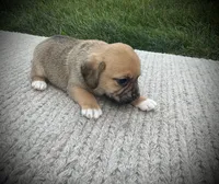 Scout , a male Puggle for sale in Baltic, OH – 5 of 6