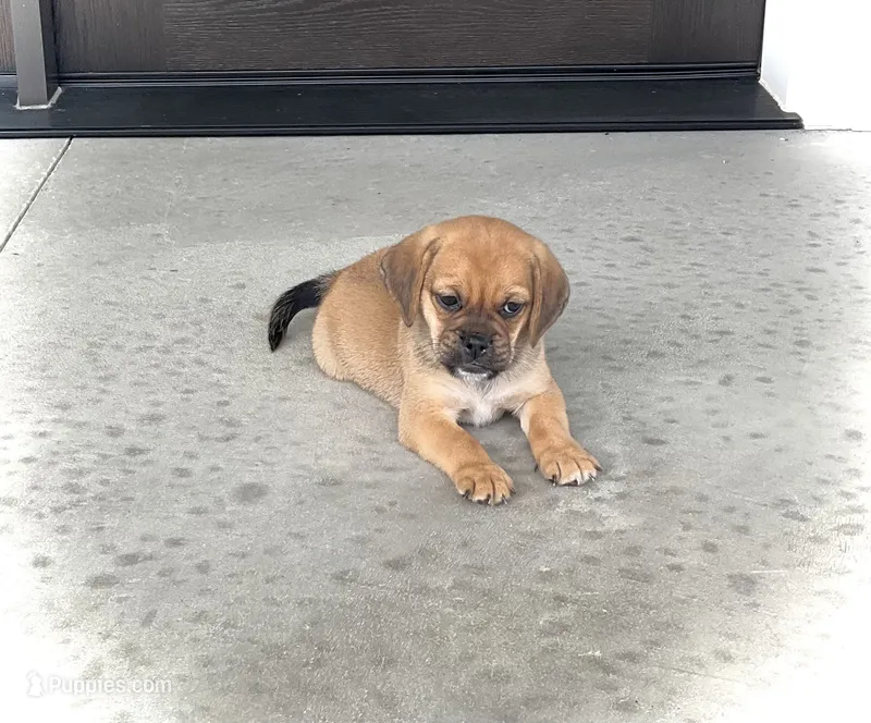 Henry  – Puggle puppy for sale in Baltic, OH