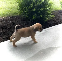 Hannah, a female Puggle for sale in Baltic, OH – 5 of 8