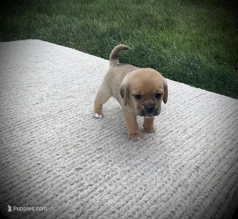 Sasha  – Puggle puppy for sale in Baltic, OH