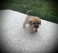 Sasha , a female Puggle for sale in Baltic, OH – 1 of 6