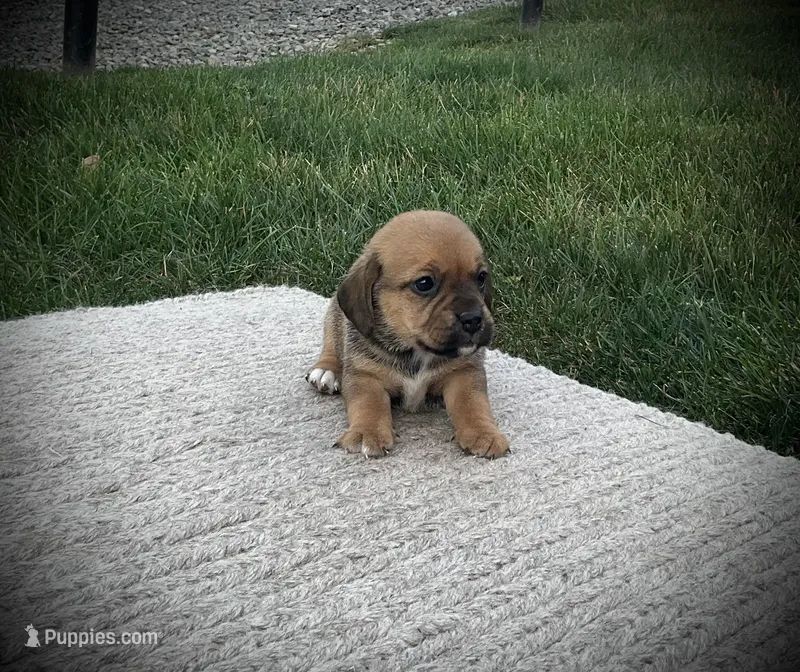 Shane – Puggle puppy for sale in Baltic, OH